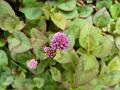 Pink-Head Knotweed